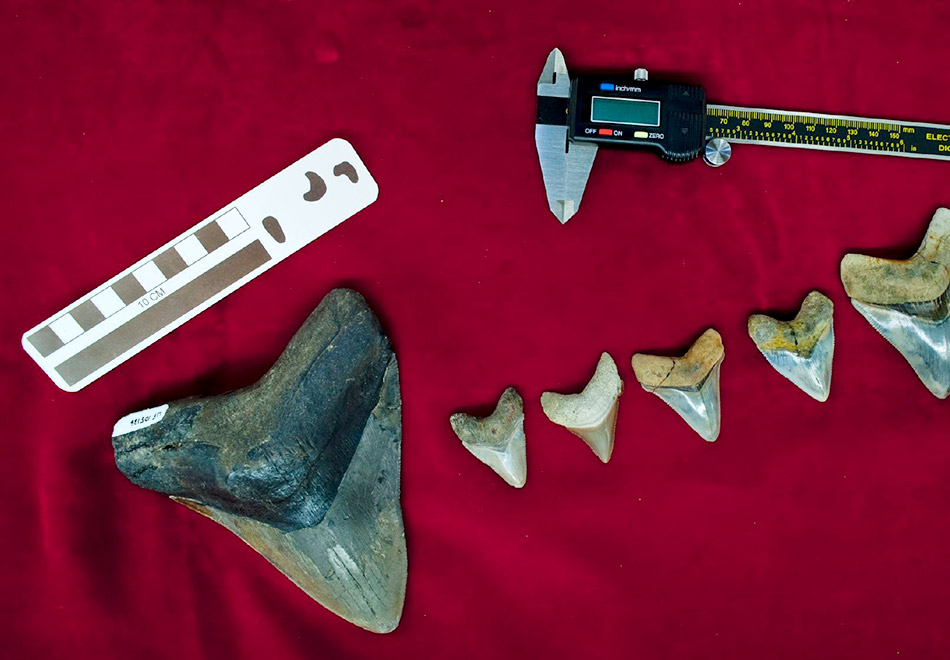 several fossil shark teeth and measuring tools displayed in a lab