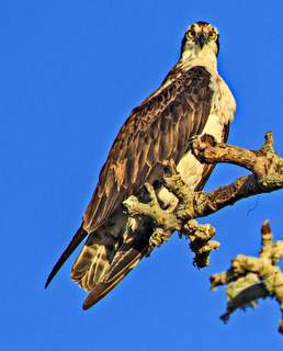 large raptor sitting on a branch against the sky