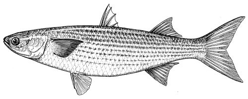 Line drawing of a mullet.