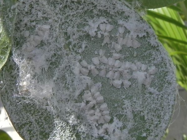 white eggs and small white winged flys cover leaf