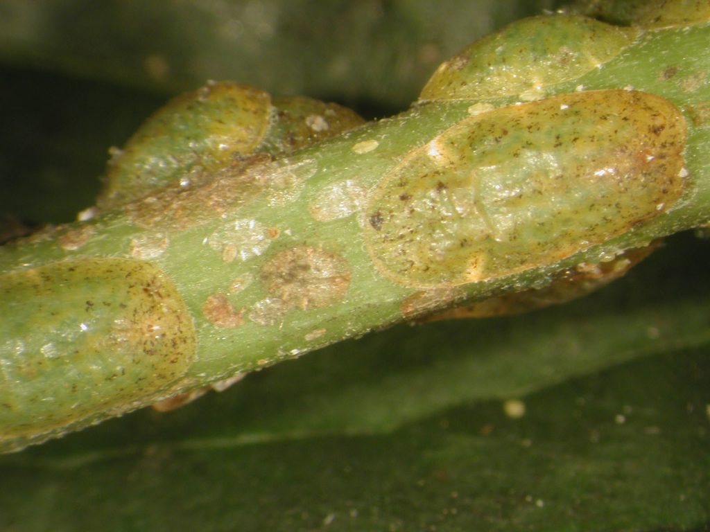 patches of pale green on green branch