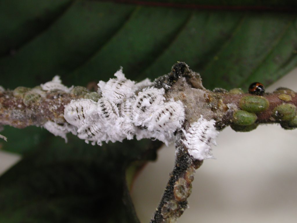 white larve on tree brance