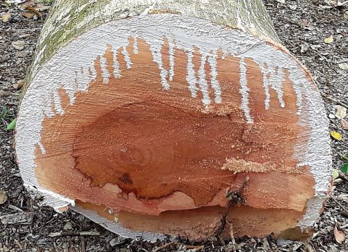 cross section of a strangler fig tree, center wood is reddish with rivulets of white drip down the wood.