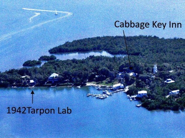 aerial photo of Cabbage Key island