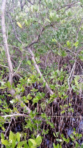 dense branches of mangroves trees
