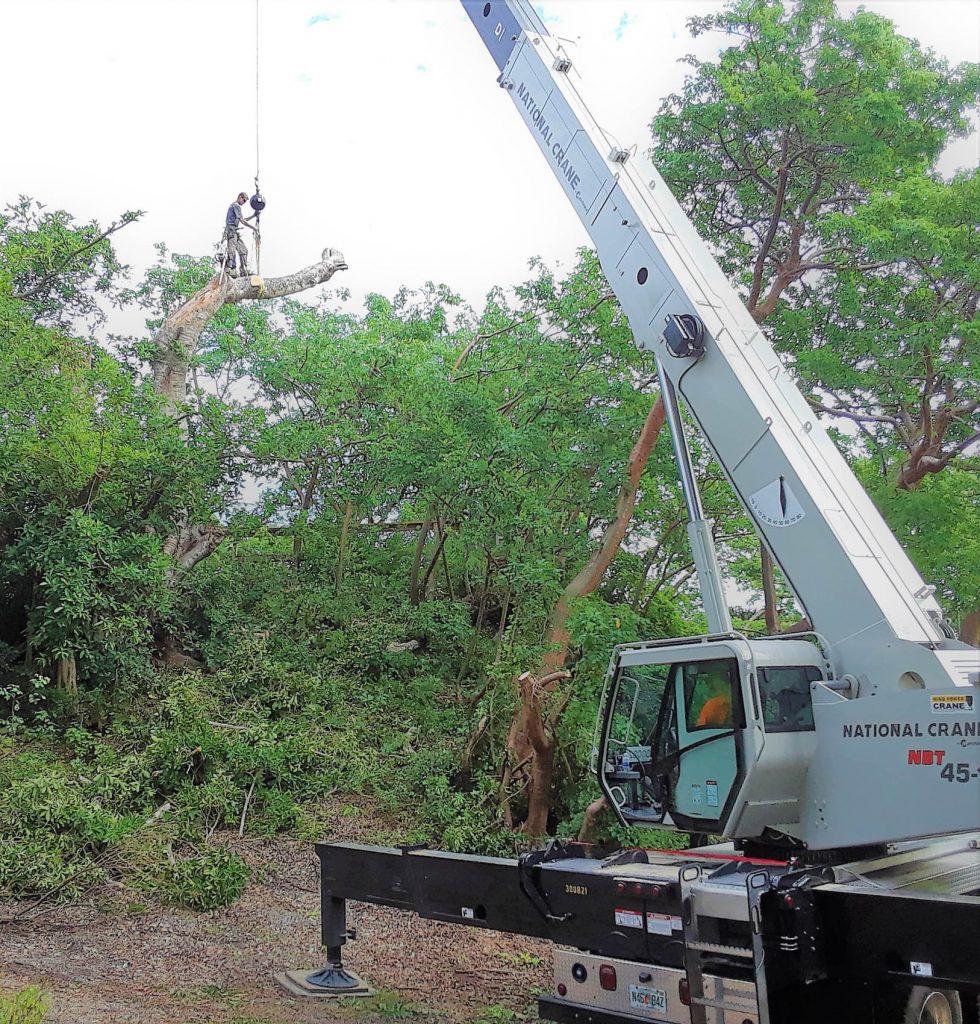 man stand on a tree trunk suspended from a crane.