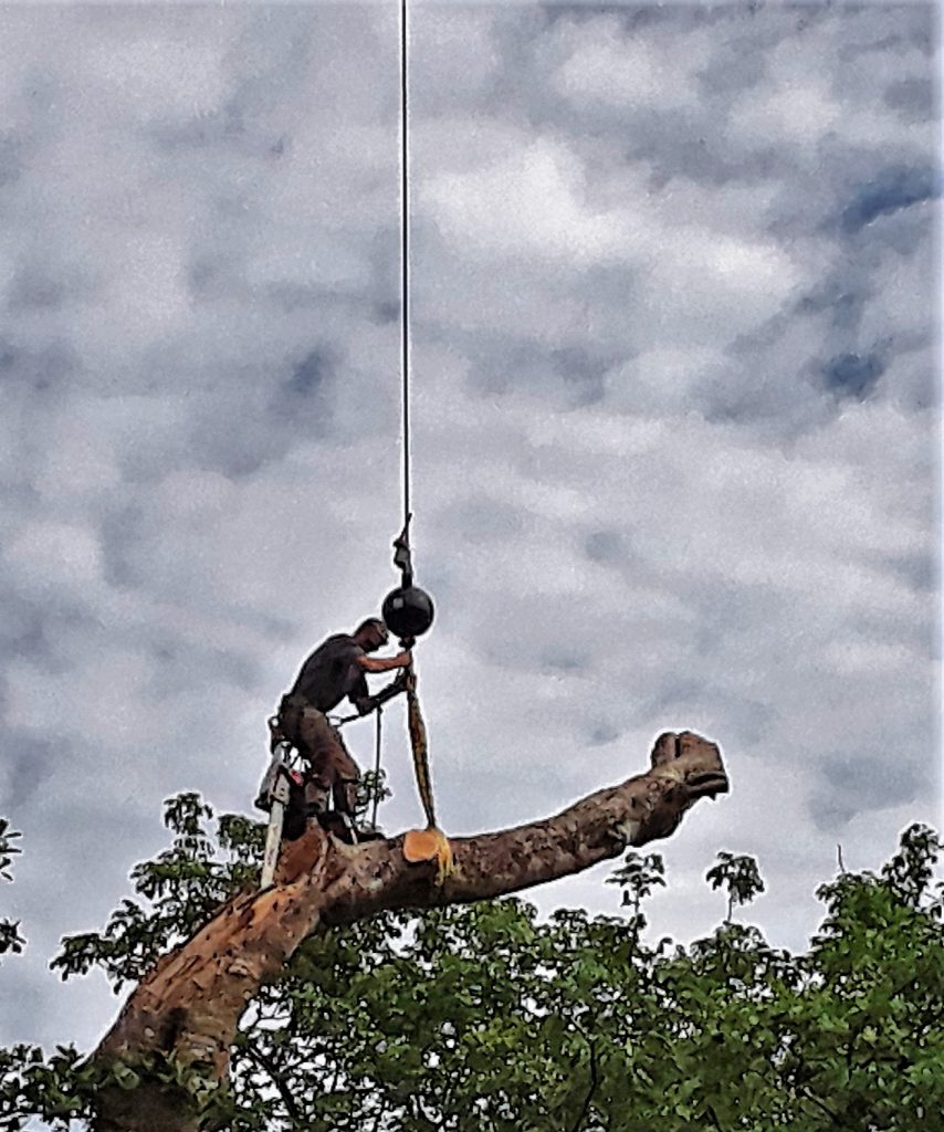 man stand on a tree trunk suspended from a crane.