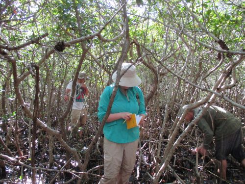 person standing surrounded by mangrove trees looks into a notebook