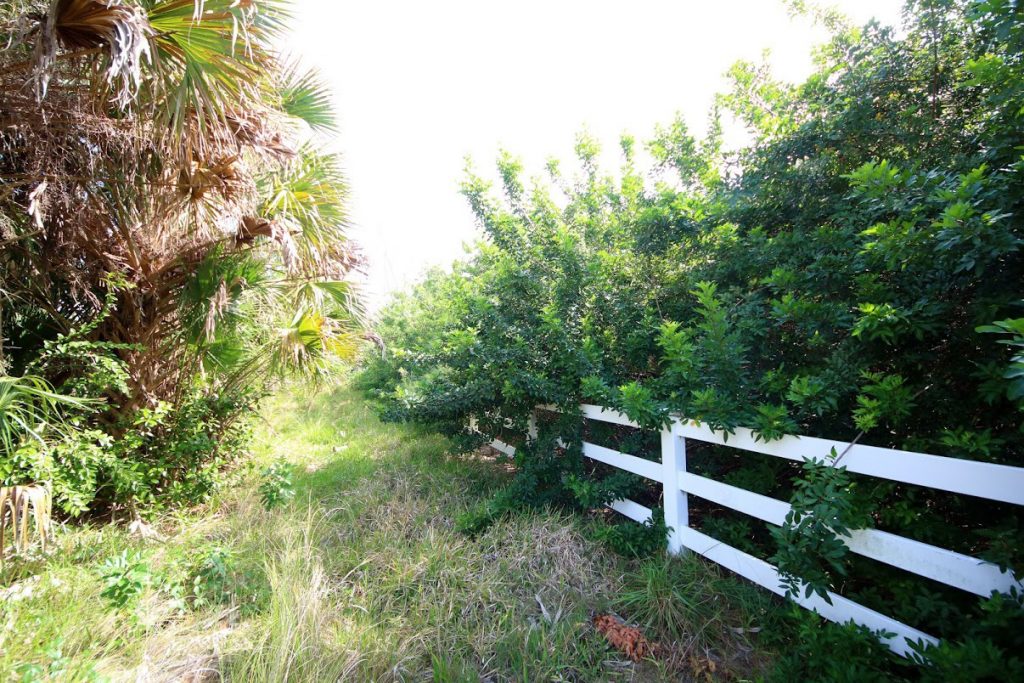 tall bushes spread through a white fence