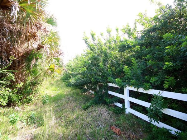 tall bushes spread through a white fence
