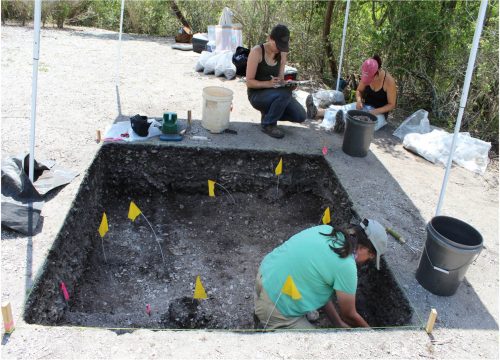 people excavating, white oyster shells can be seen in the dirt.