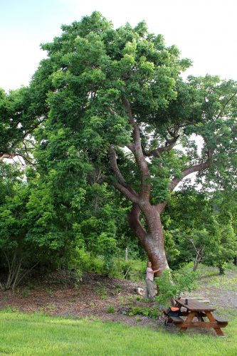 woman hugs large tree