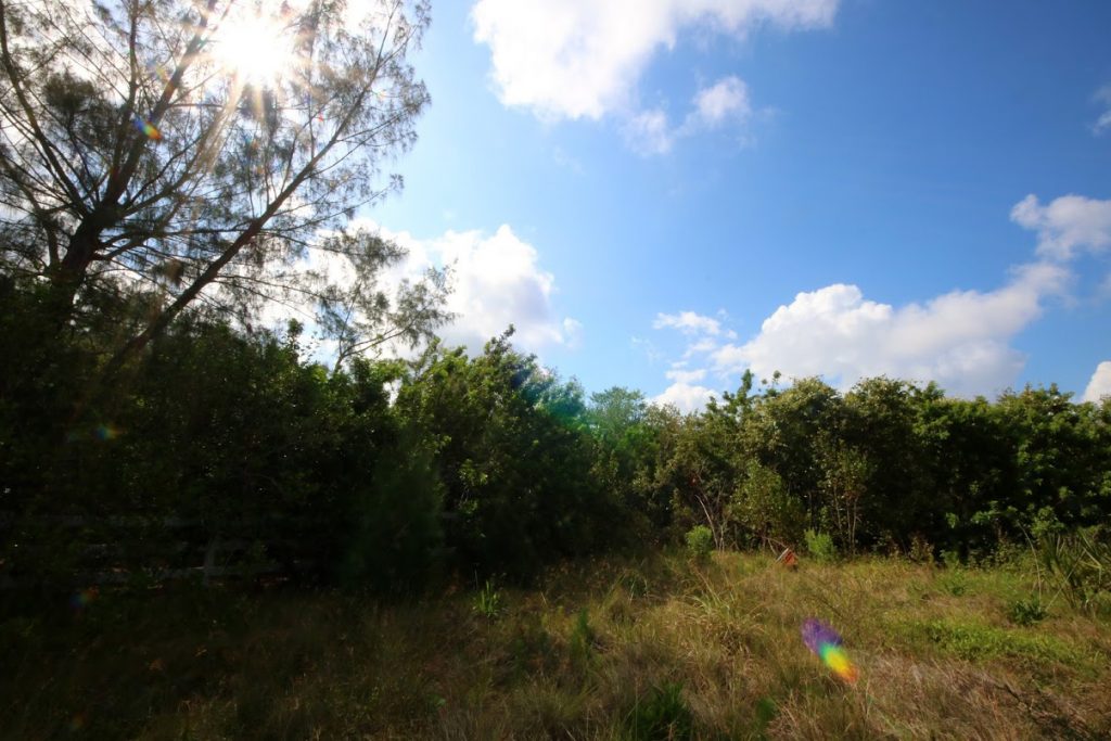 tall trees and bushes surround a grassy field.