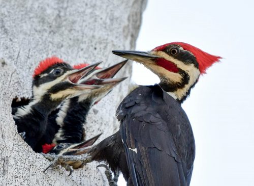 Adult pileated woodpecker feeds three young pileated woodpeckers