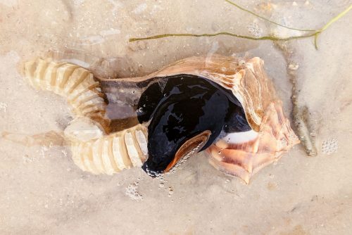 female lightning whelk laying her fibrous egg casing