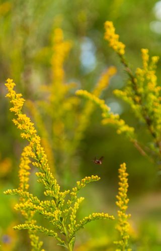 bee flys above goldenrod flowers