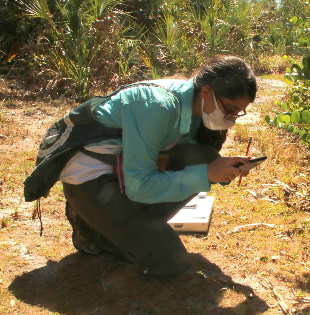 person kneeling taking a photo of small plants