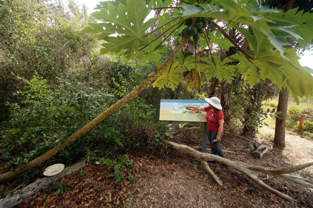 person in had pointing at display set next to trees