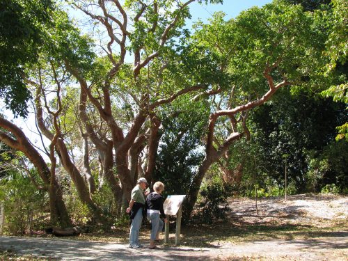 Two people stand infant of a display sign set next to a large gumbo tree