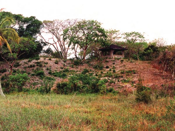 A hill with palm trees growing on it. A small gazebo is at the top of the hill under the trees