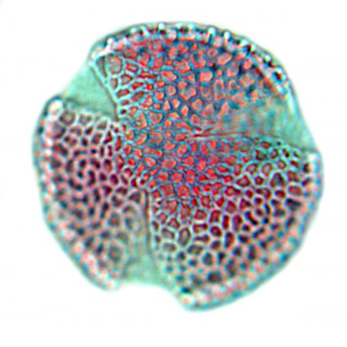 photo of Pollen of the Gentian family