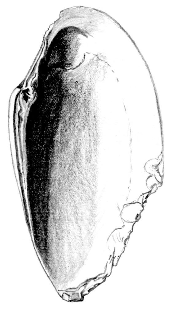 line drawing of a shell with a chipped side.