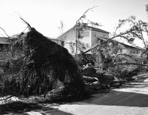 post storm debre showing a downed tree near buildings
