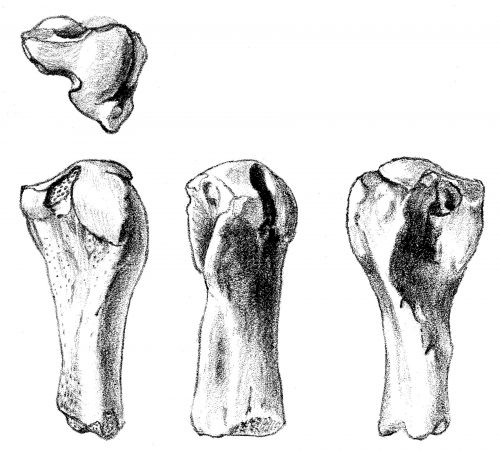 line drawing of four seal bones