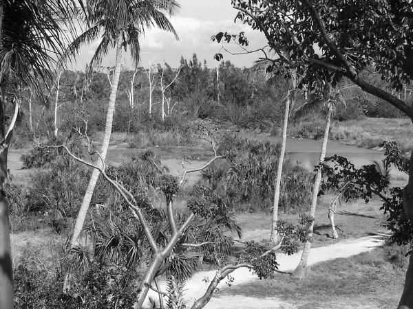 black and white photo of landscape with pond, path and trees