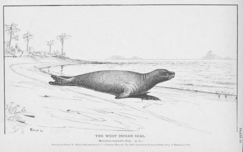 line drawing of seal on a tropical beach