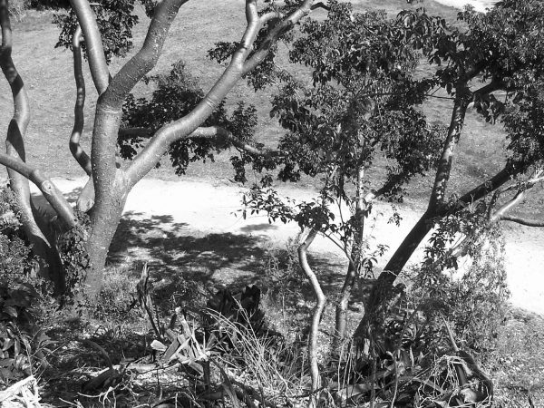 trees, and path can be seen behind the trees