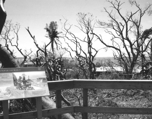 photo overlooking gumbo-limbo trees that are missing their leaves.