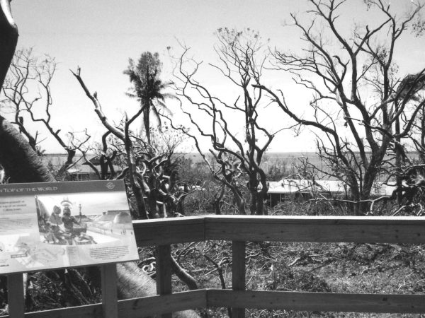 photo overlooking gumbo-limbo trees that are missing their leaves.