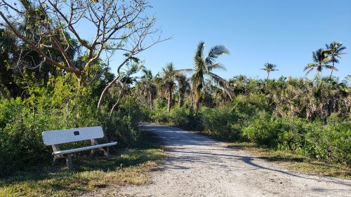 gravel covered path with bushes and palm trees on either side. A bench is to the left of the path