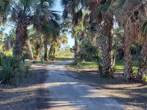 wide gravel covered path that splits in to a "Y" with a sign at the centered of the "Y" Large palm trees line the paths sides.