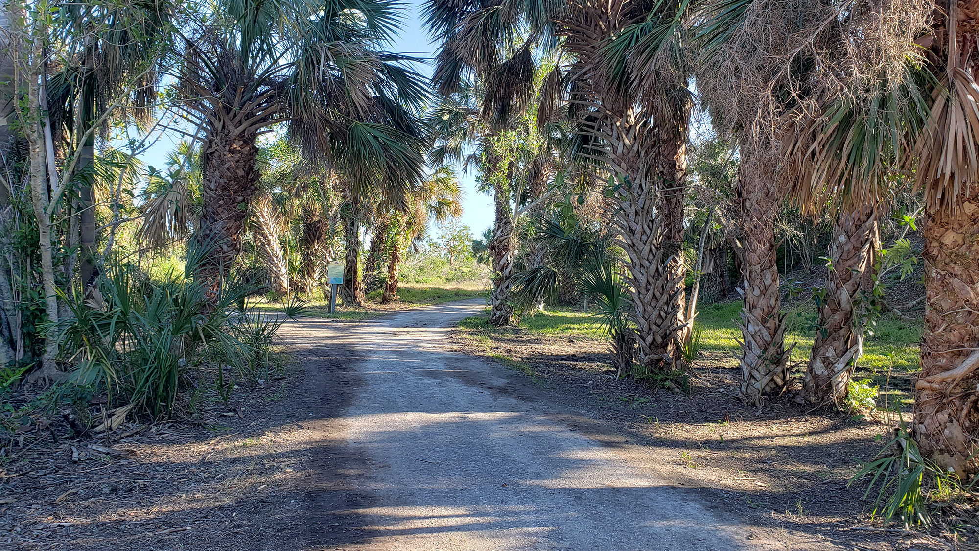wide gravel covered path that splits in to a "Y" with a sign at the centered of the "Y" Large palm trees line the paths sides.