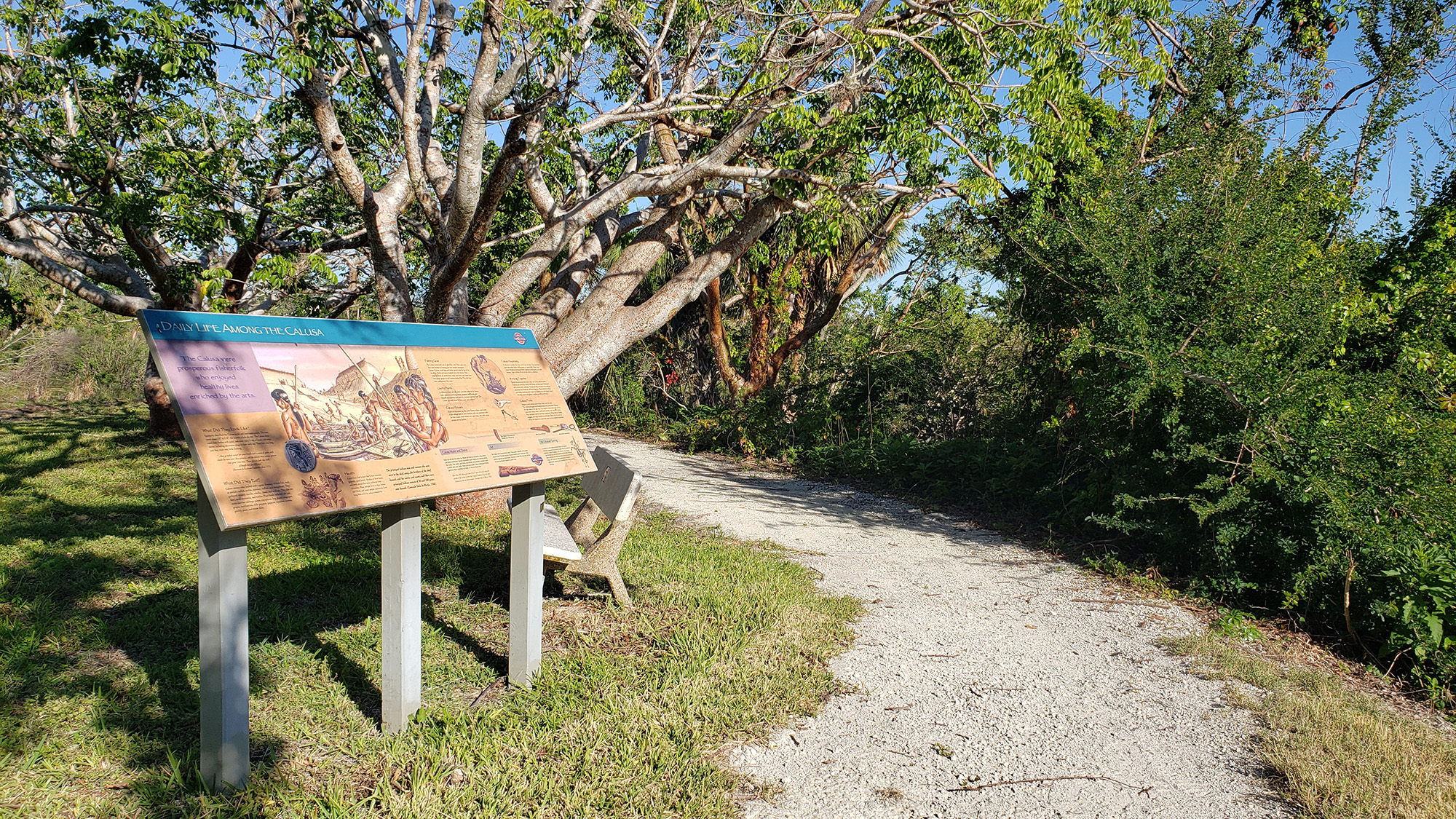 gravel covered path, the Calusa Heritage Trail , with a sign explaining the trail and a bench on the left side of the trail