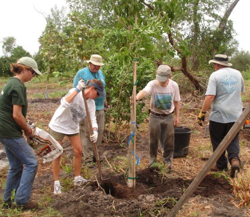 several people work to plant a tree