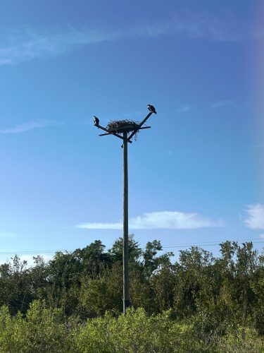 two osprey on nesting pole