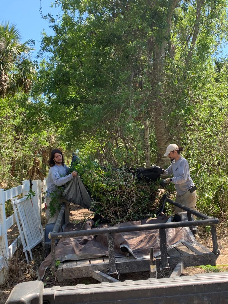 people moving brush and debris