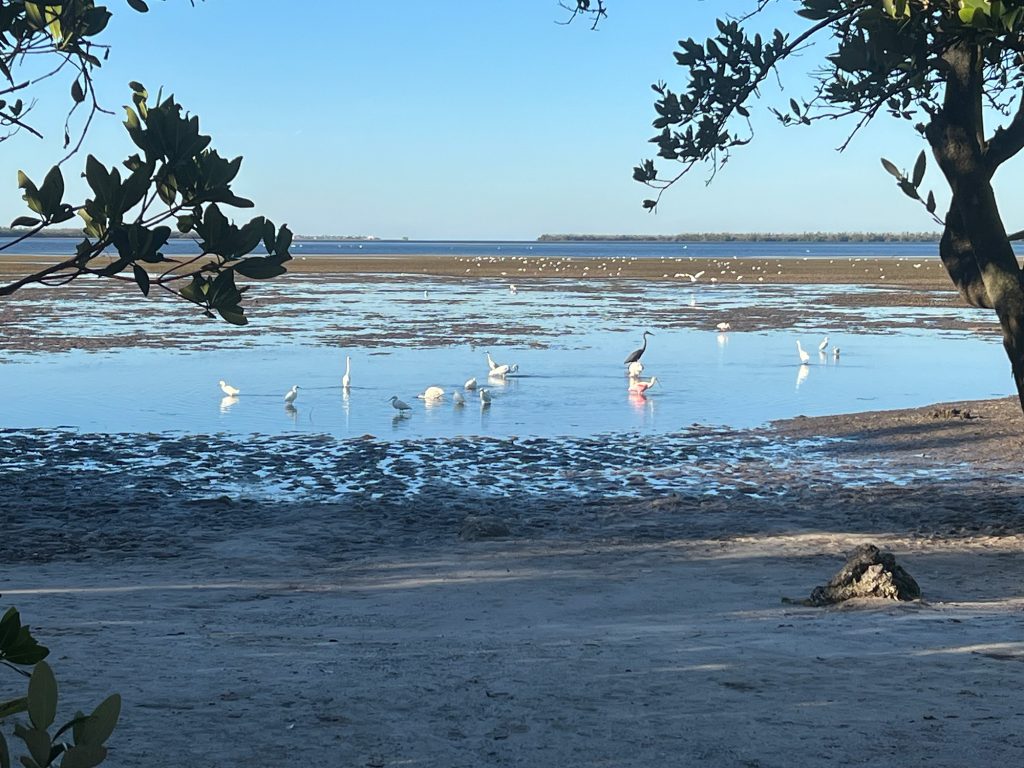 wading birds in shallow water