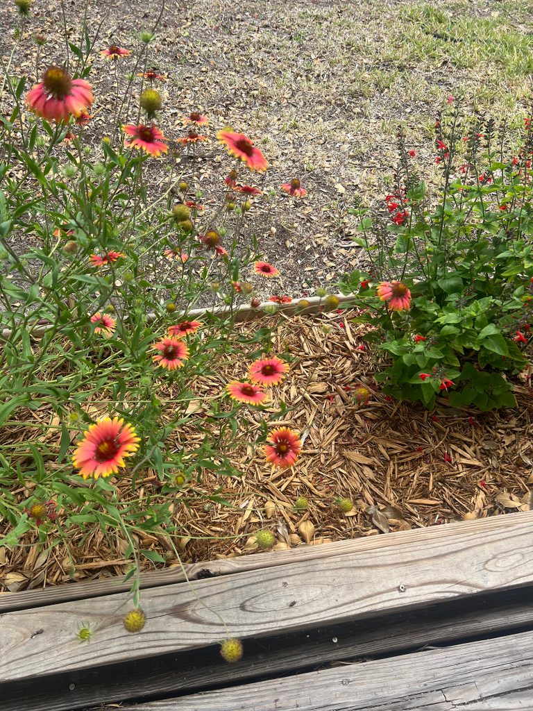 two flowering plants blooming along the edge of a wooden deck one with small red flowers the other with large red and yellow flowers