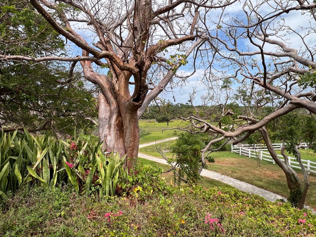 large tree on the top of a mount with many pink flowers growing. A fence and a trail can be seen in the background