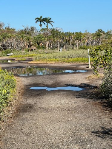 large puddles in the the center of wide dirt trail