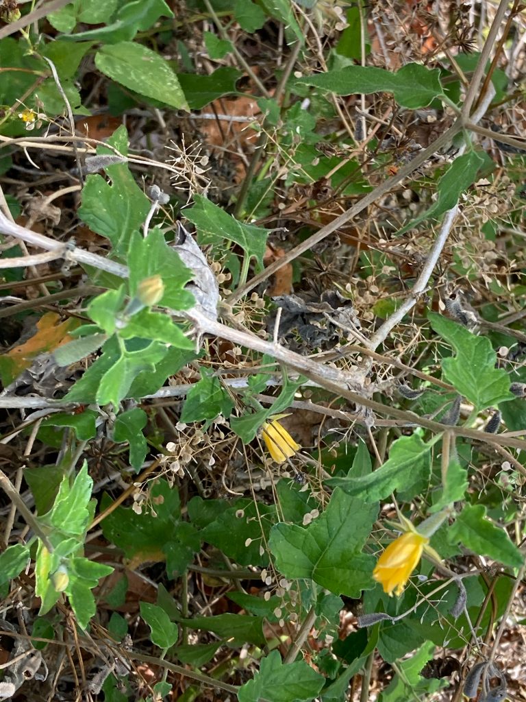 Plant with wooden stems, green leaves, and yellow flowers
