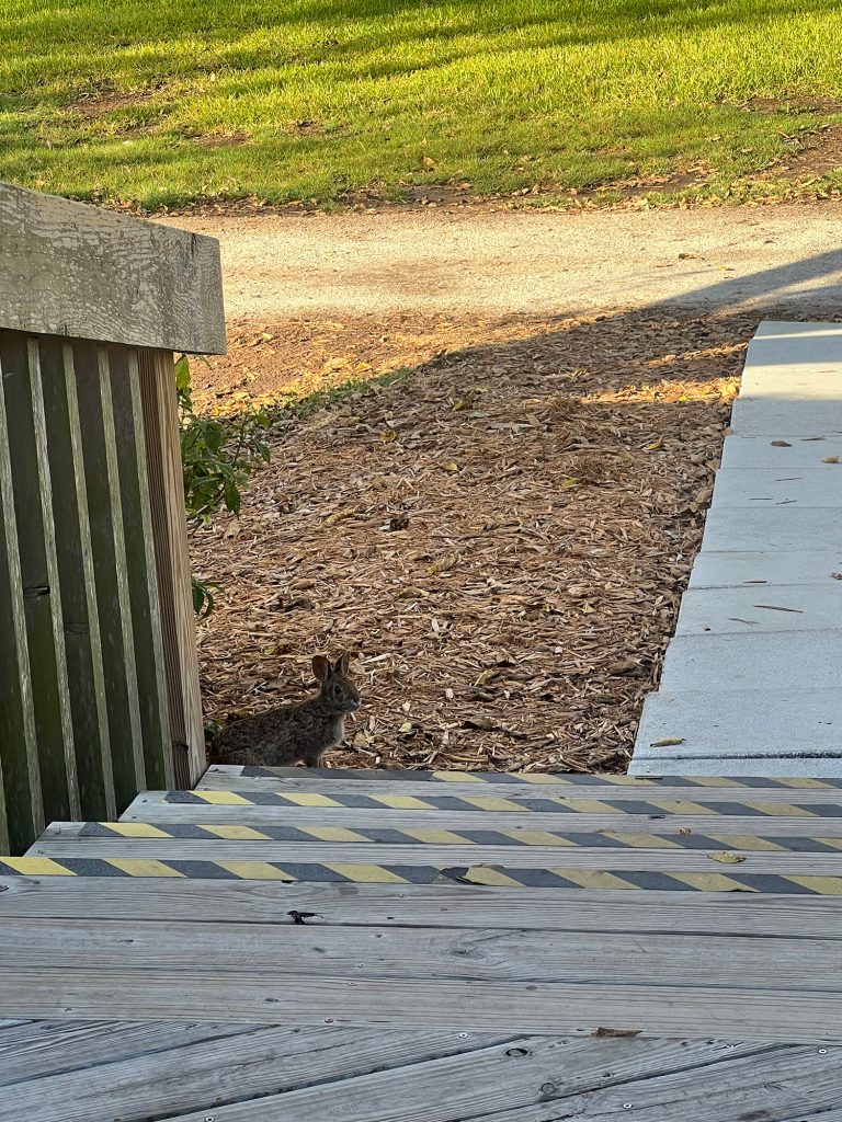 Rabbit at the edge of the stairs to the RRC classroom