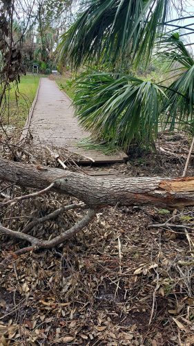 large tree fallen on the ground by the wooden boardwalk 