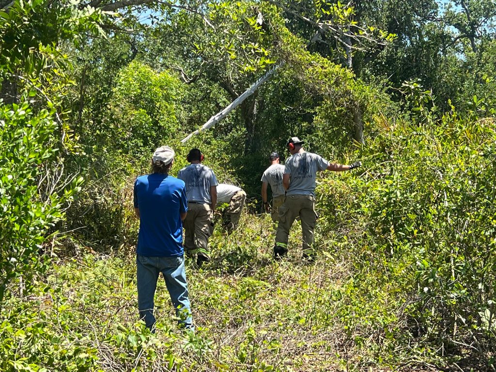 people with chainsaws clearing tall brushes and. trees