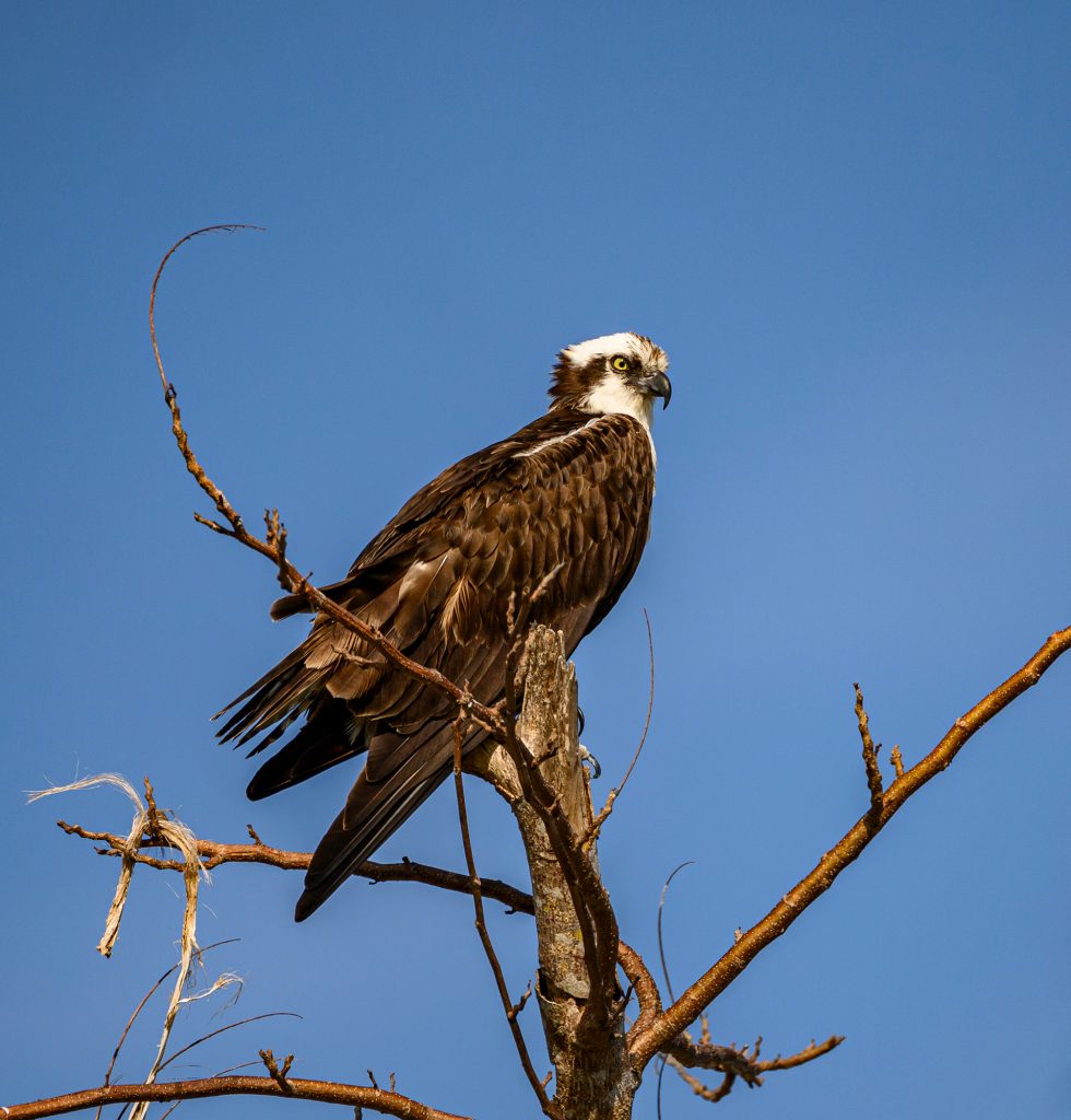 Osprey sitting on top of a tree at RRC.
