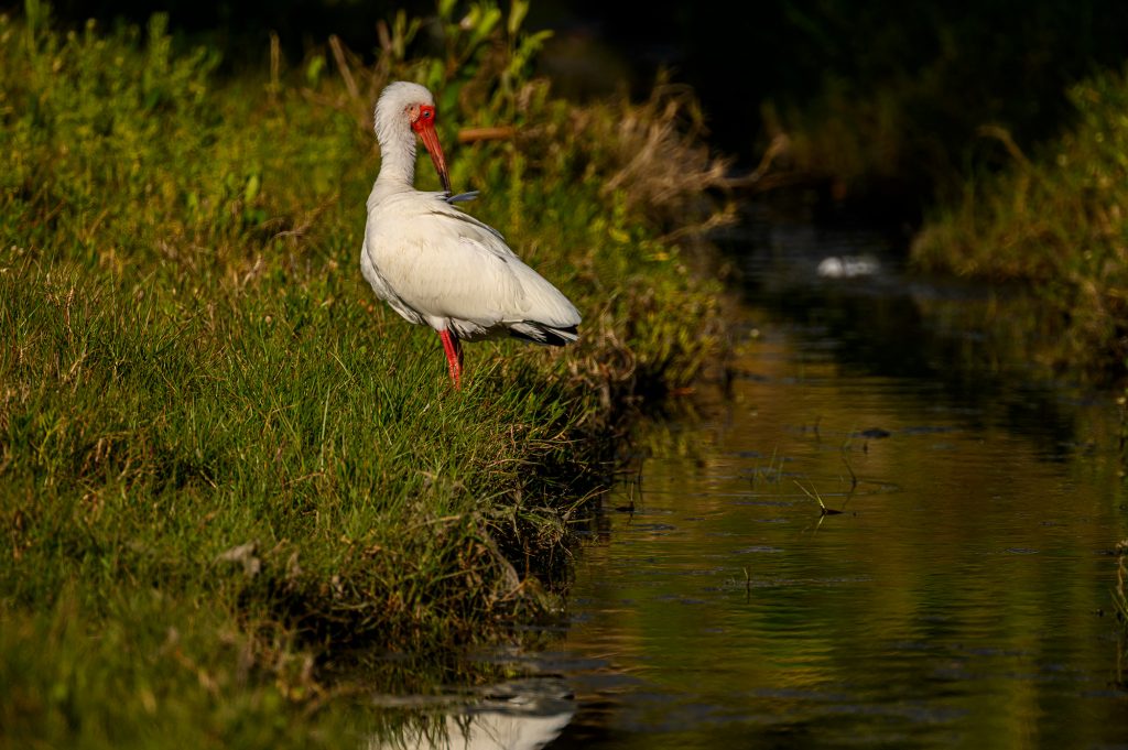 White Ibis bird on the bank of the water.